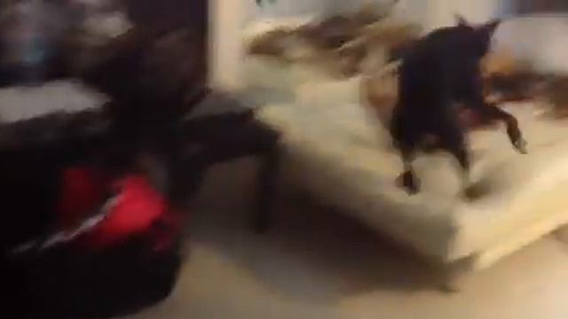 Doberman Crasy .мой доберман (дурка)