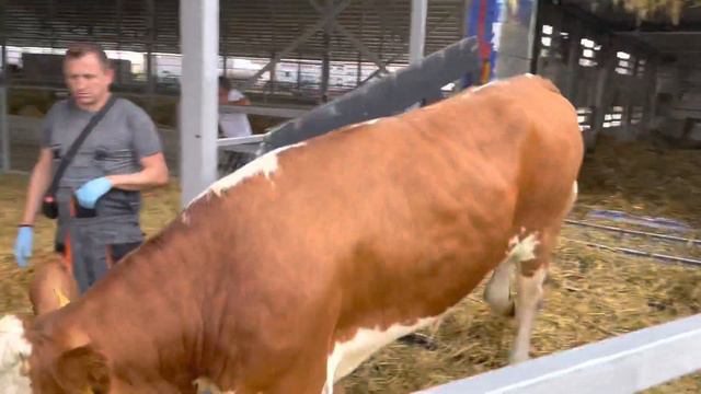 Симменталы из Чехии в Ростовской области смотреть онлайн