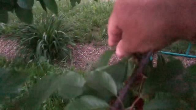 Французский бульдог Марсик рычит на Мирку смотреть онлайн