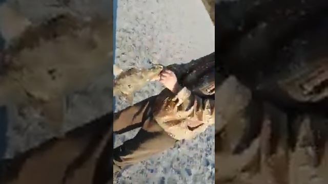 Чечня Рыбалка на Тереке . смотреть онлайн