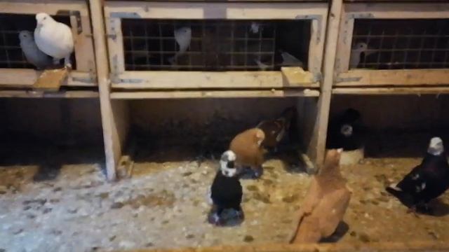 Голуби Сергея часть 2 ая . Сизые акбаши, чили,жёлтые,красные бакинцы. Чебаркулькие голуби. смотреть онлайн