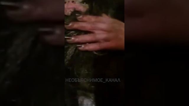 На Кавказе поймали домового? Куда он делся? смотреть онлайн