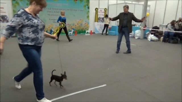 NDS 2017 - Russkiy toy - Veterans&FINALS смотреть онлайн