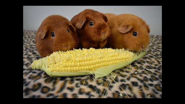 Окрасы морских свинок: Золотые морские свинки смотреть онлайн