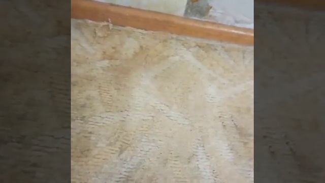 Удаляем с ковролина пятна от кофе с молоком смотреть онлайн