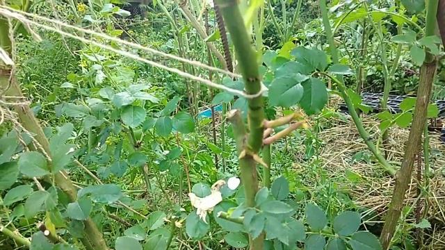 Моя мечта. Обрезка английских роз. Витоминка ЭПИН-ЭКСТРА. смотреть онлайн