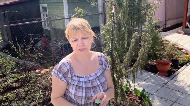 Можжевельник Хорстманн | весенняя обработка хвойных смотреть онлайн