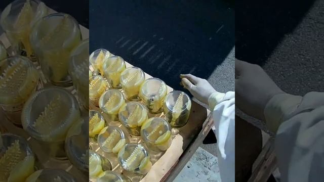 Ставим банки для Сотового мёда. #Shorts смотреть онлайн