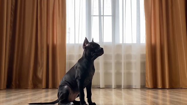 ПИТБУЛЬ Ведьма. Очень сообразительный щенок 👍🏼 25.02.2023 смотреть онлайн