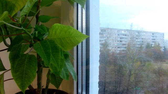 Заказ с сайта Dr Pierre Ricaud.