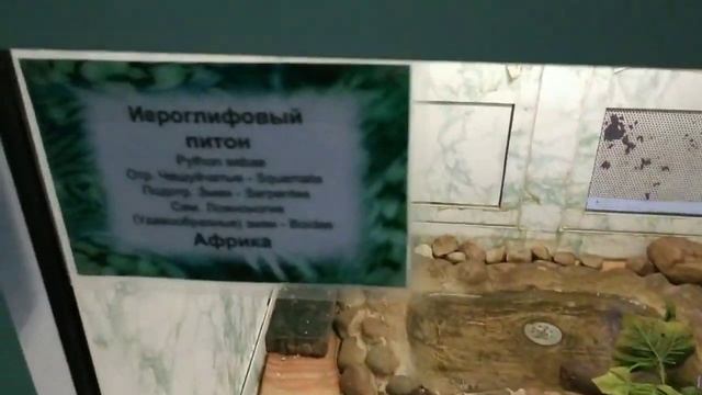 Слабонервным не смотреть!!! Ядовитые Змеи, пауки, ящерицы и другие милашки. смотреть онлайн