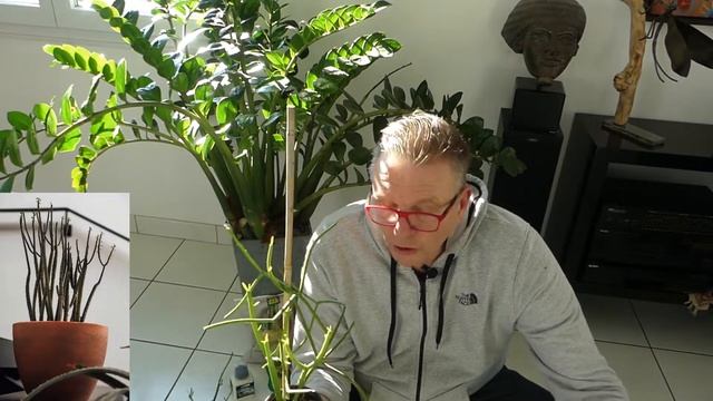 La plante crayon, Euphorbia tirucalli смотреть онлайн