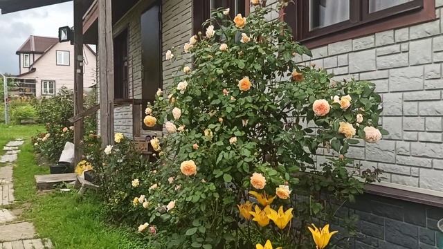 КРАУН ПРИНЦЕСС МАРГАРЕТ. Шраб. смотреть онлайн