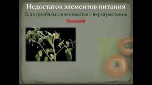 Недостаток элементов питания у томатов   и причины скручивания листьев