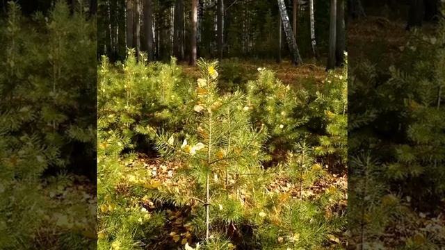 Сосенки, украшенные березовыми листьями смотреть онлайн
