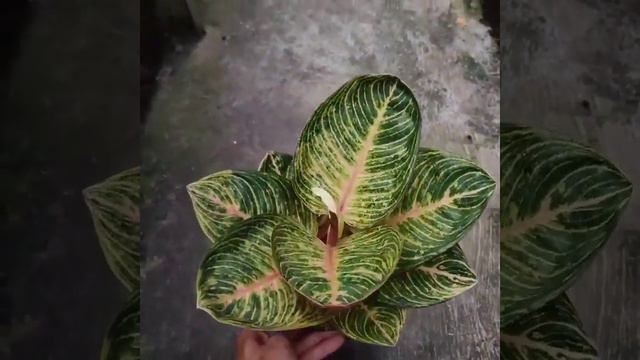 AGLONEMA KHANZA, GOLIAT,PERMAISURI,MARSHA смотреть онлайн