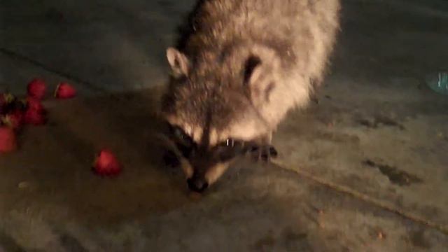 raccoon Енот смышлёная зверушка ест клубнику смотреть онлайн