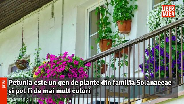 Petunii - plantare și îngrijire. Cum să îți transformi balconul sau grădina într-un colț de Rai смотреть онлайн