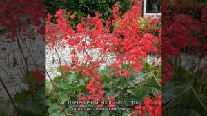 Гейхера кроваво-красная: разновидности, посадка и уход