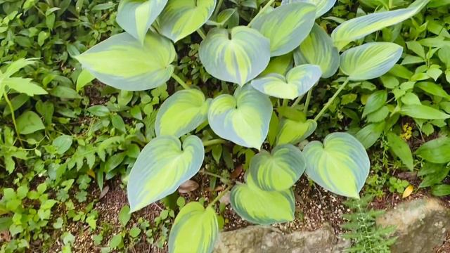 JAPAN’S ONE OF THE FAMOUS BOTANICAL GARDEN / MAKINO BOTANICAL GARDEN