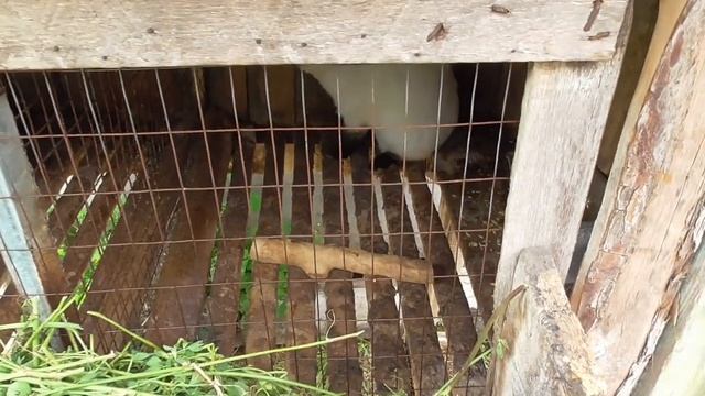 Калифорнийский кролик, что о нём? Моё мнение! смотреть онлайн