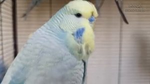 "Тук-тук! Кто там?" ? Учим попугая говорить. Урок № 89