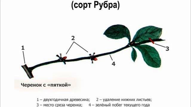 Айва японская Хеномелес смотреть онлайн