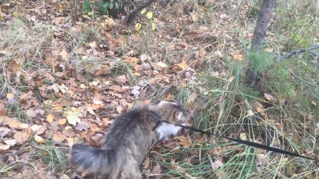 Сибирский кот Потап. Отдых с котом на природе смотреть онлайн