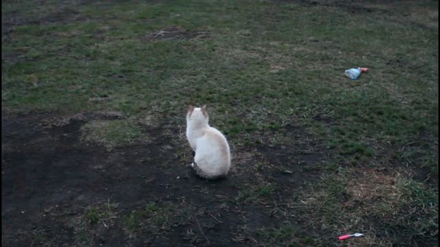 Продаю дом!!! Гроза крыс и мышей вышла на охоту!!! Всем РЕКОМЕНДУЮ... смотреть онлайн