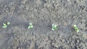 Как вырастить Дайкон в открытом грунте из семян