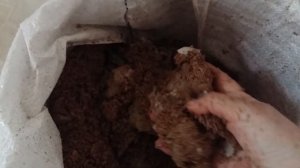 №2 ? Делюсь опытом выращивания Вешенки  Или как вырастить Вешенку на опилках дома  Часть 2