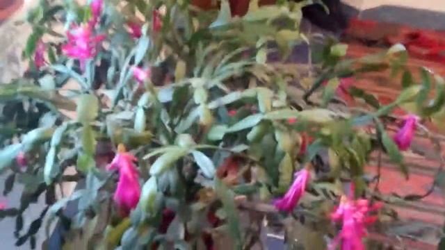 Декабристы красивые цветы смотреть онлайн