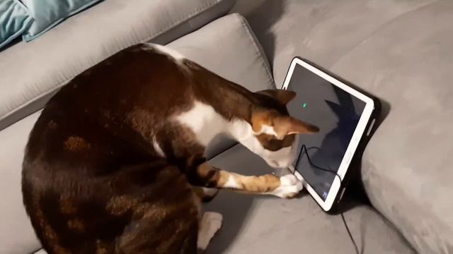 ASMR FAIL😊: Oriental Cat Gives An Unexpected Interview While Playing PC Game | Геша и микрофон смотреть онлайн