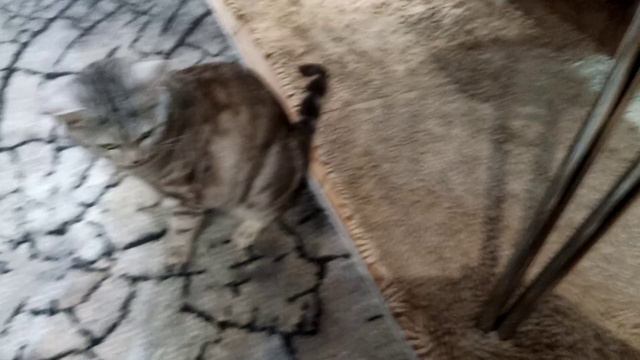 Кошка и мелкая кошка. смотреть онлайн