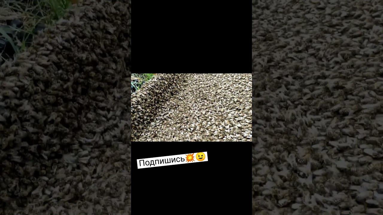 Море пчёл смотреть онлайн