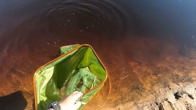 Рыбалка на донки / Река Луга опять удивила уловом / Разведка новых мест смотреть онлайн