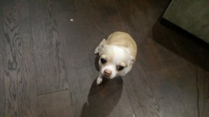 Провинилась чихуа