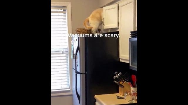 Кот, когда пришли гости с детьми ? смотреть онлайн