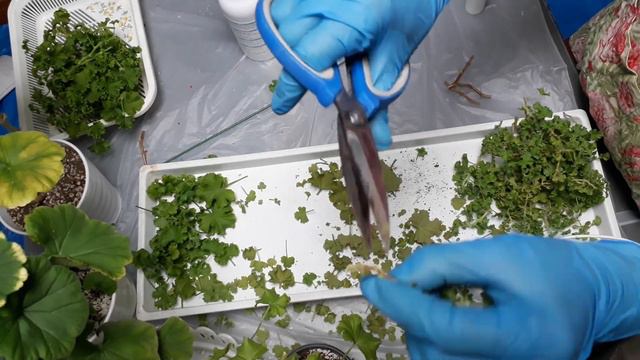 리갈제라눔 콴탁메이, 콴탁퍼펙션 가지치기 삽목 смотреть онлайн