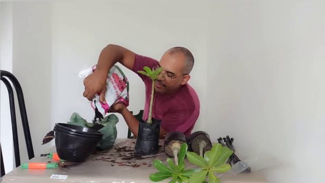 Rosas do Deserto | Anthurium ... muita coisa смотреть онлайн