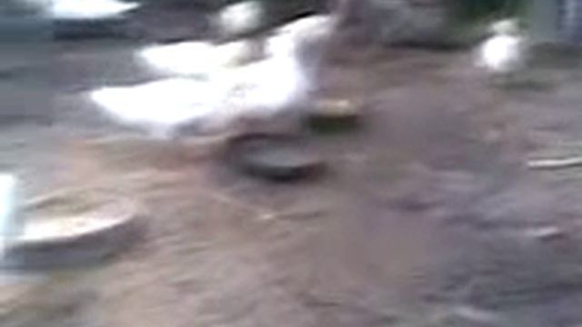 бройлерные утки - 2-2,5 месяца. (2) смотреть онлайн