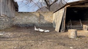 Приготовление Баранины Между камнем на Костре! Традиционное Блюдо для Всей семьи.mp4