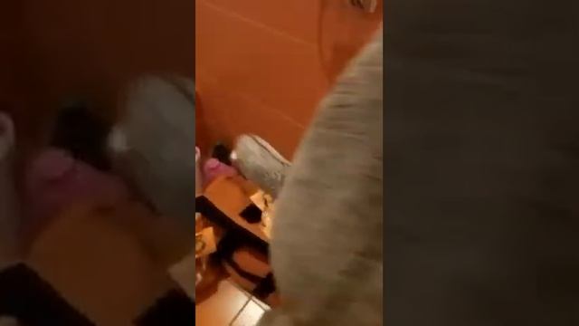 Как стирать Басика(обучалка для тех,кто не умеет стирать Басиков и Лили) смотреть онлайн