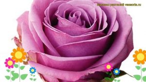 Роза чайно-гибридная Прохладная вода. Краткий обзор, описание характеристик Cool Water