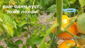 Медовый спас, удивил  этот томатик