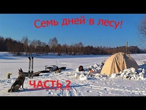 ''СЕМЬ ДНЕЙ В ЛЕСУ''#2 УСТАНАВЛИВАЮ ЛОВУШКУ НА ЗВЕРЯ!  ДЕЛАЮ РАЗВЕДКУ-ЖИВУ В ПАЛАТКЕ!