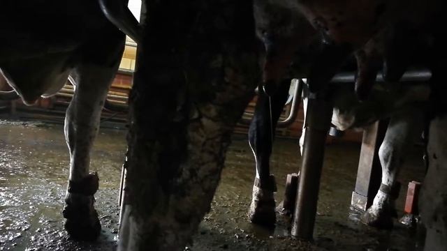 Молоко льётся из коровы. Патология сфинктера сосков или просто продуктивные коровы? Видео 1