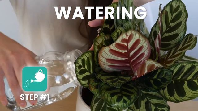 Drama queen – Calathea and how to care for this plant using the PlantIn app? смотреть онлайн