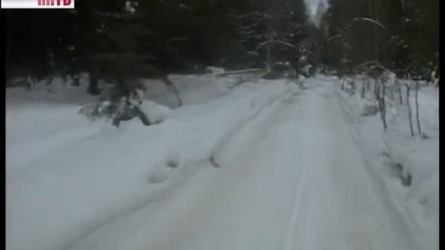 Как срубить елку и не стать нарушителем смотреть онлайн