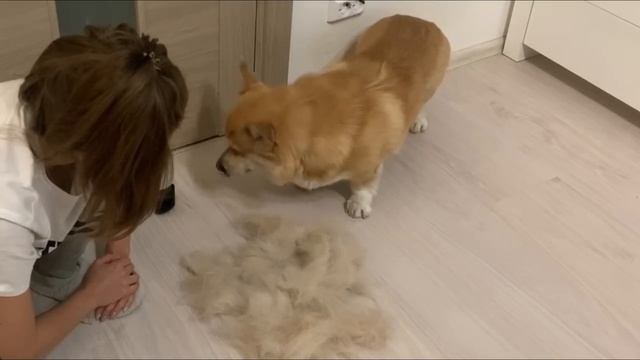 ЛИНЬКА ДВУХ КОРГИ! Это жесть ? Вычесываю своих собак смотреть онлайн